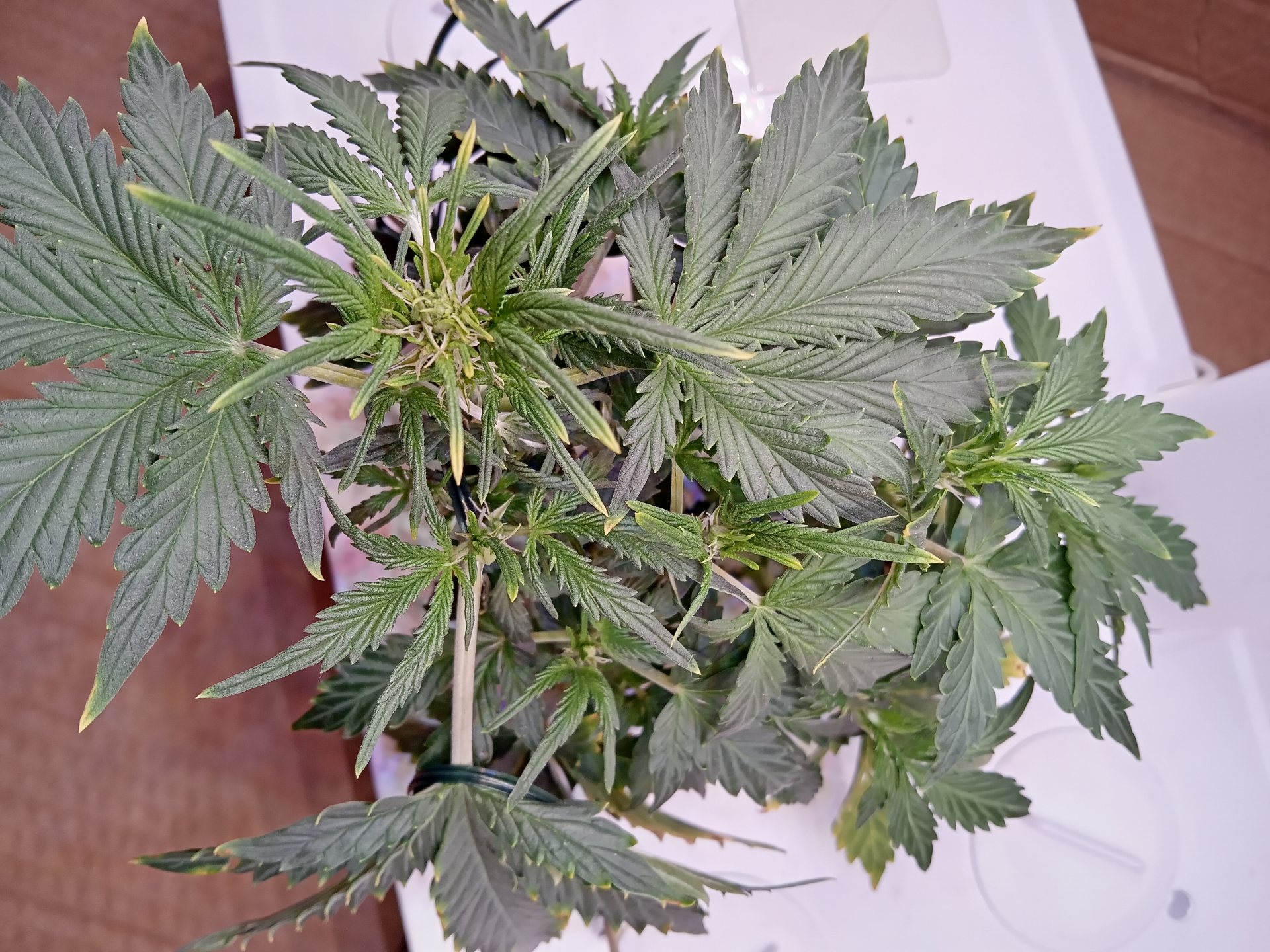 Autoflower cannabis on day 31: First flowers appeared