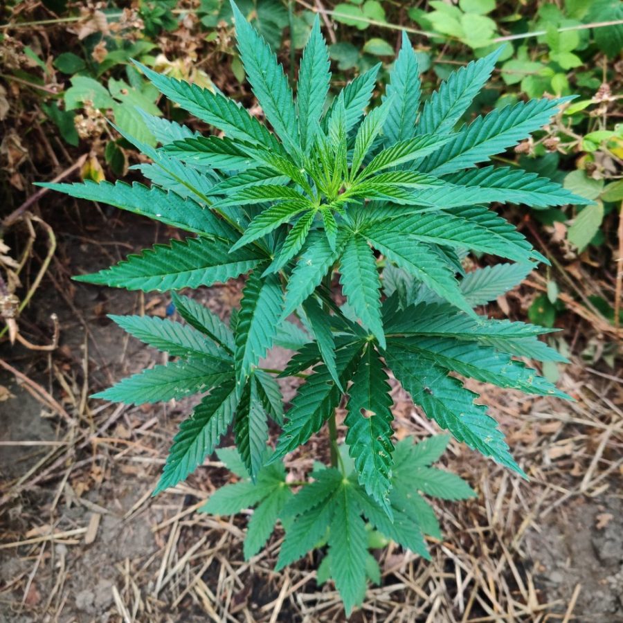 Healthy cannabis vegetative growth after transplant recovery | Dud2Bud
