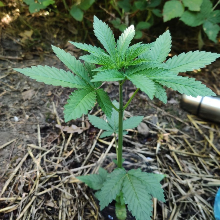 Healthy cannabis vegetative growth after transplant recovery | Dud2Bud