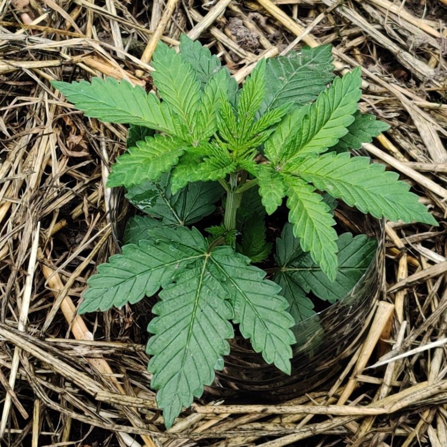 Plant check-in from Jun 16, 2026
