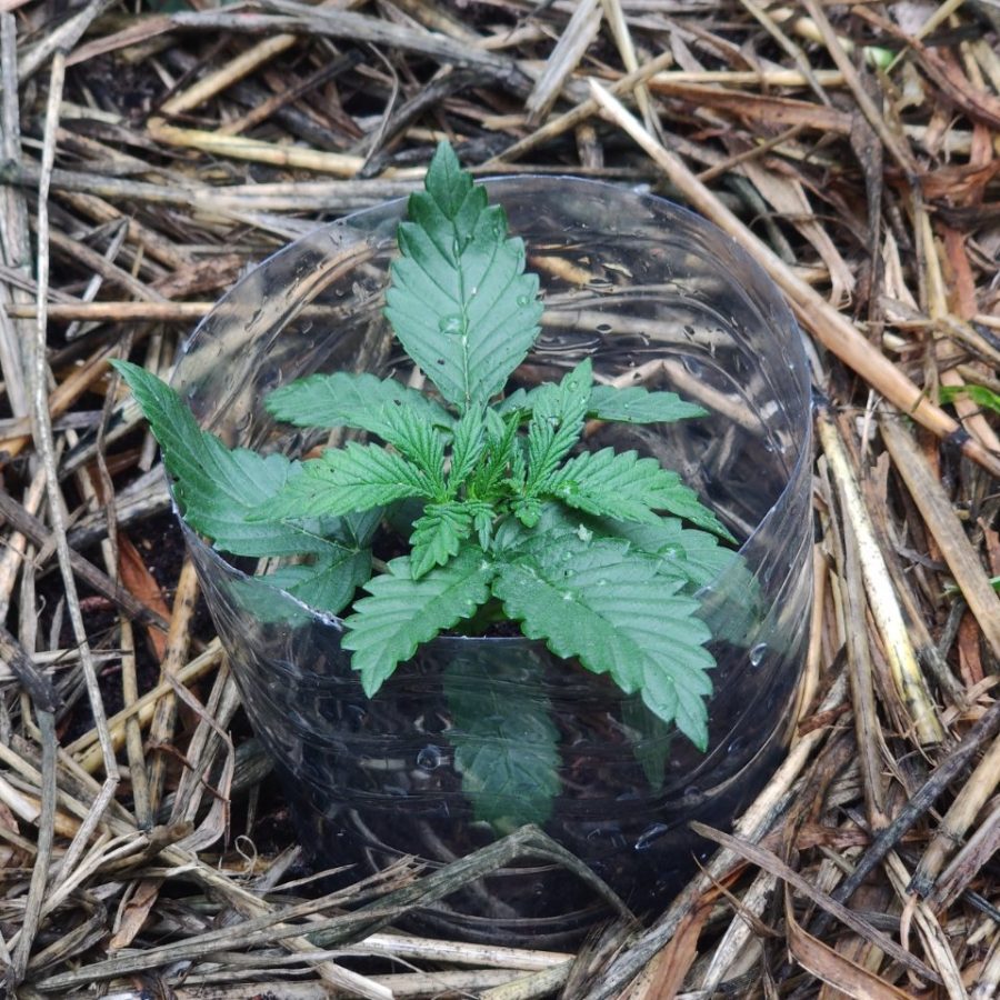 Plant check-in from Jun 15, 2026