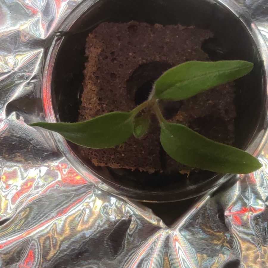 Plant check-in from Jun 15, 2026