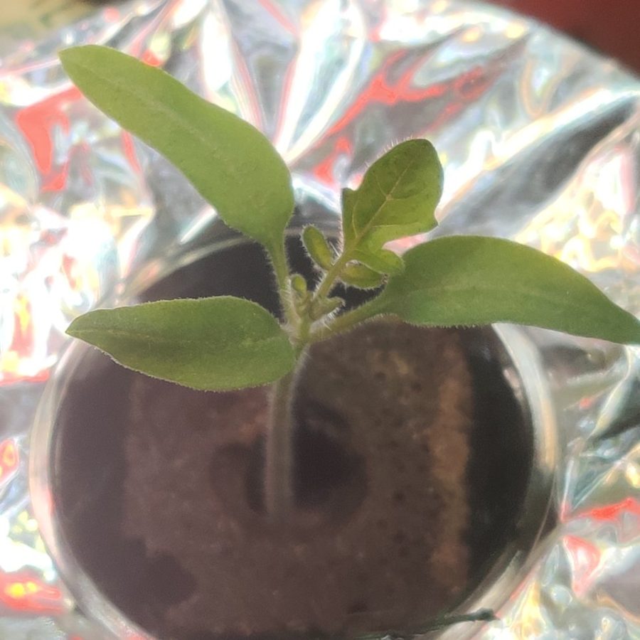 Plant check-in from Jun 17, 2026