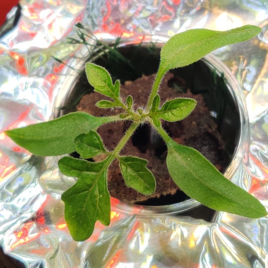 Plant check-in from Jun 18, 2026