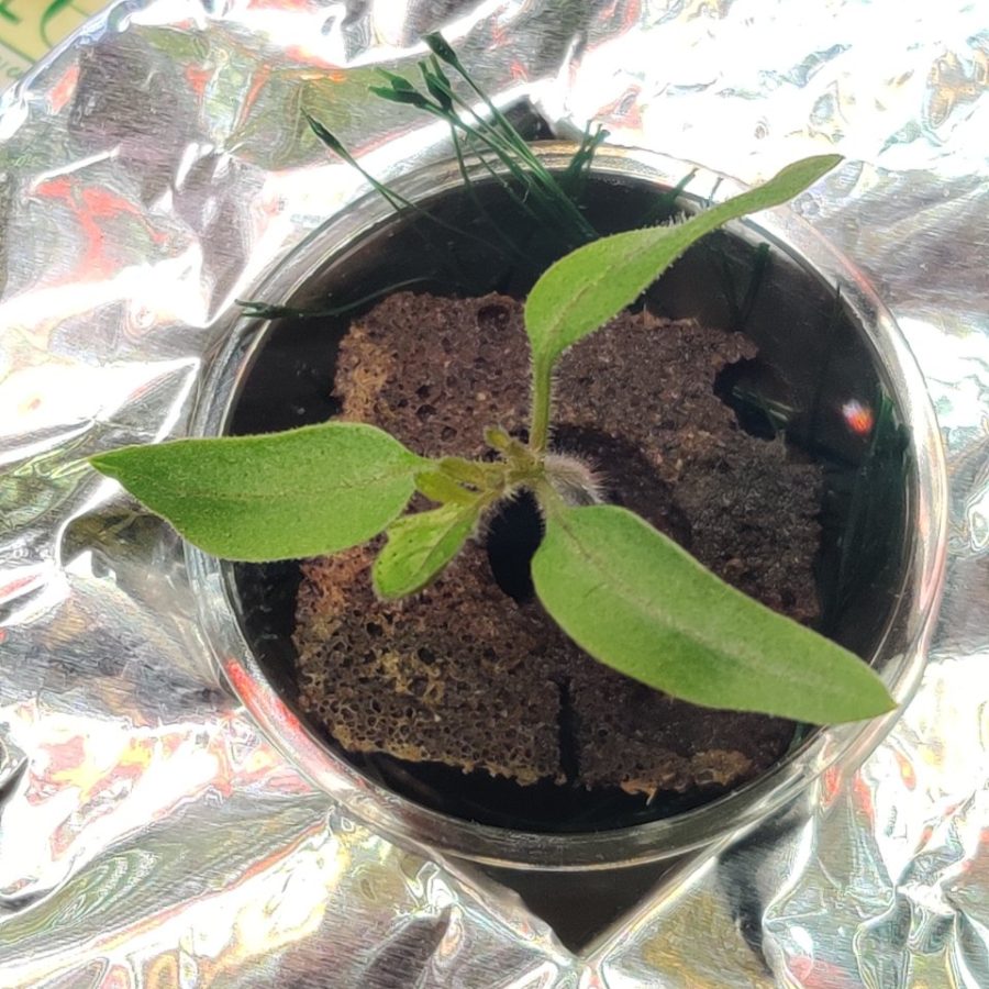 Plant check-in from Jun 16, 2026