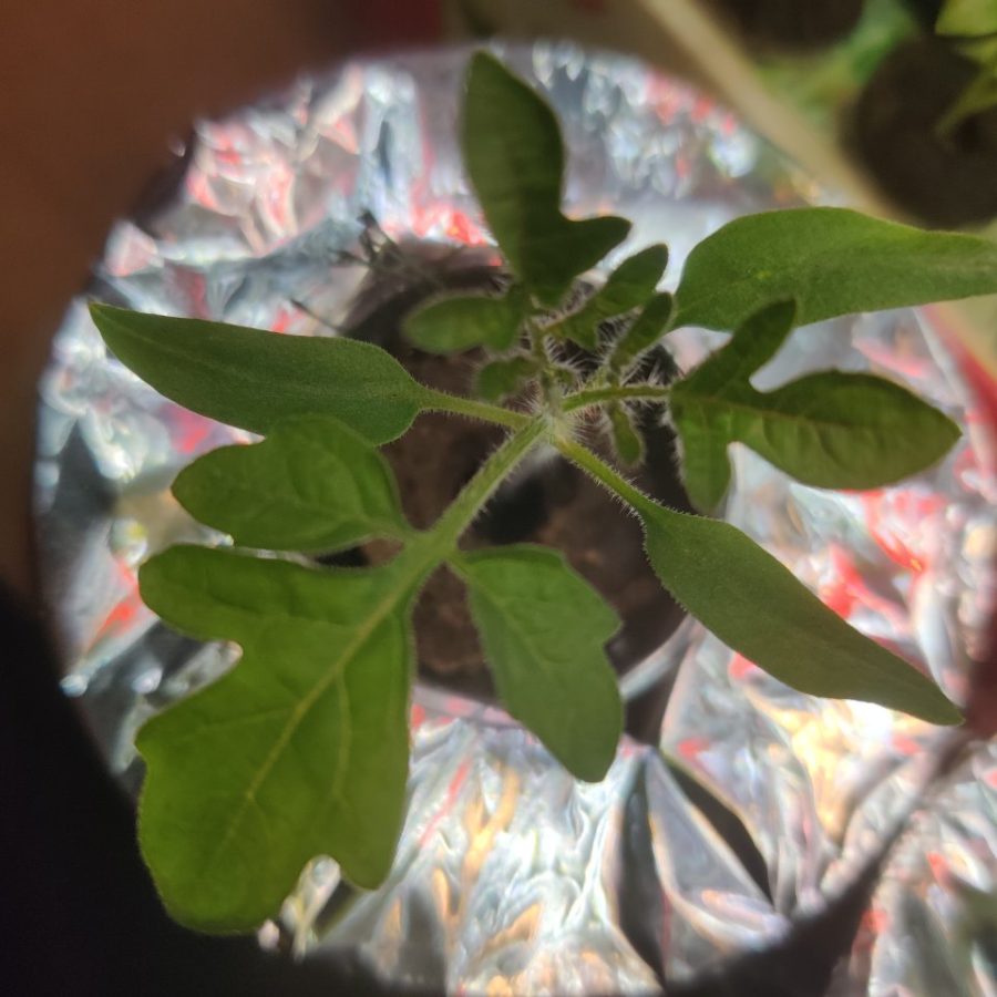 Plant check-in from Jun 19, 2026