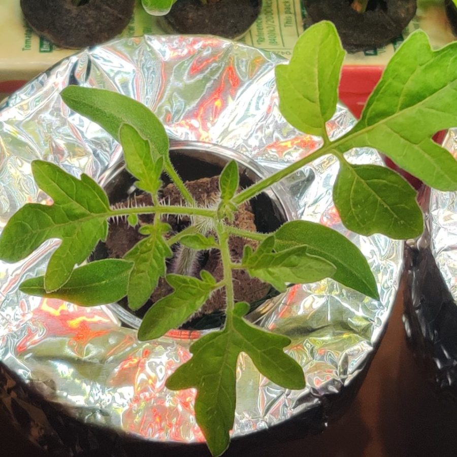 Thriving Tomato Seedling in Kratky Hydroponics | Dud2Bud
